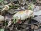Büdös őzlábgomba (Lepiota cristata), Kisoroszi